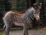 Seltenes Zebra-Fohlen 