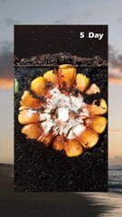 Corn seed grow time lapse