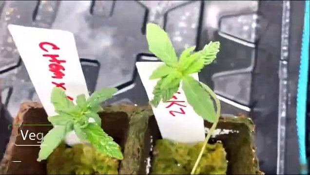 Best LED grow lights for 2X4 grow tent from Mars Hydro!