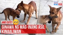 Ang cute! Ginawa ng mag-inang aso, kinaaliwan | GMA Integrated Newsfeed