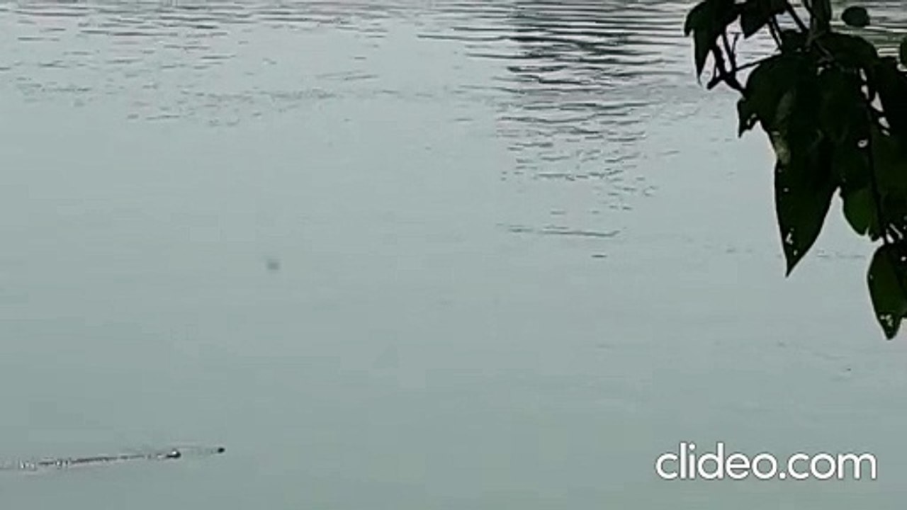 Crocodile spotted  at river Ganga