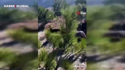 Yer Kütahya: Nadir olarak görüntülenen yılkı atları bu sefer şaşırttı!