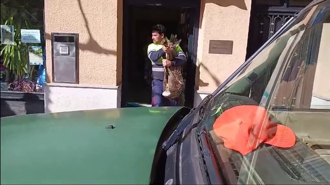 Un corzo entra en una farmacia en Burgohondo
