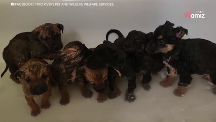 Les enfants suivent un chien jusqu’à des caravanes abandonnées et découvrent un grand secret