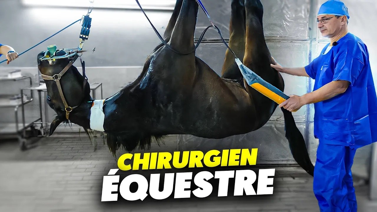 Un jour avec un chirurgien équestre
