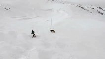 Un loup sur les pistes de ski ?