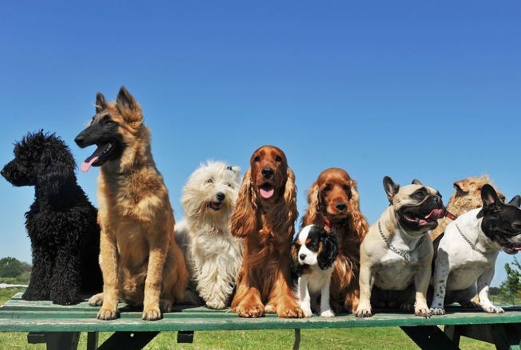 Voici les races de chiens qui vivent le plus longtemps, selon une étude