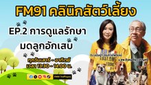การดูแลรักษา มดลูกอักเสบ EP.2 : FM91 คลินิกสัตว์เลี้ยง : 18 กุมภาพันธ์ 2567
