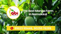 Organic & Natural Mangoes Farming - Abi Mango Farms, Namakkal