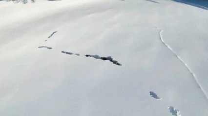 Drone Captures Majestic Wolves Forging Snow Tunnels