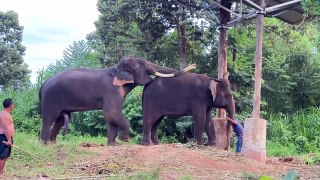 Elephant Matting | Elephant Life