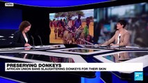 Preserving donkeys: African Union bans slaughtering donkeys for their skin