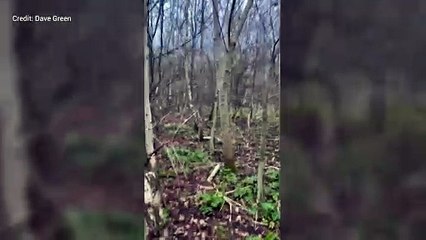 Plastic tree covers litter Kingsborough Manor Woodland, Eastchurch, Sheppey