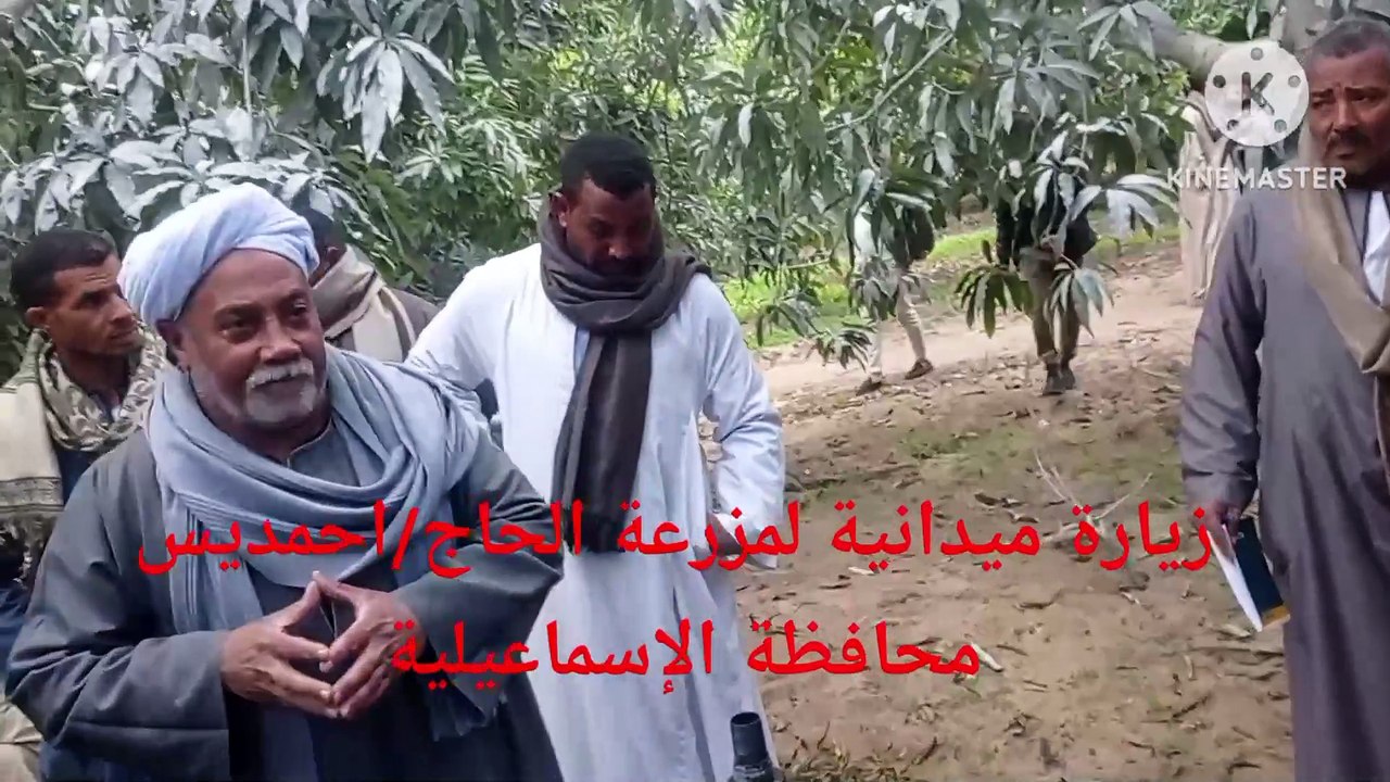 المزارع دا ابدع وخلص كل الكلام فيما يخص المانجو مع الصعايدة فىالاسماعيلية#العناية-اشجار-المانجو#