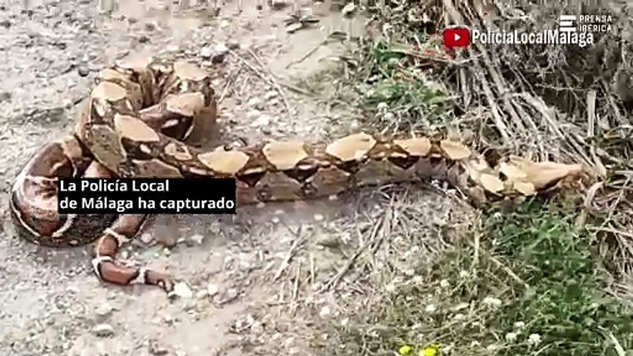 Capturan una serpiente boa de 2,30 metros en Málaga