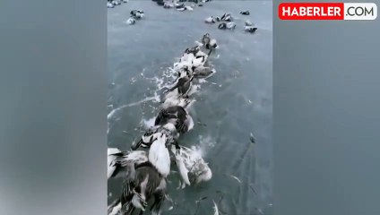 Doğu Türkistan'da eksi 52 derece soğuk nedeniyle yüzlerce kuş donarak öldü