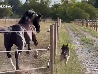 Birbirleri ile hız yarışına giren köpek ev at şaşırttı
