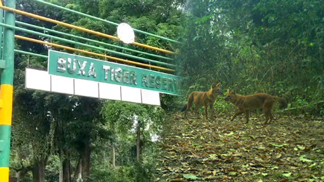 এদের দেখে ভয় পায় খোদ সিংহ! Buxa জঙ্গলে ধরা দিল অতি বিরল এই প্রাণী, দেখুন ভিডিও