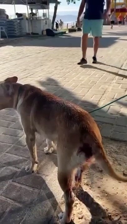 Moradora resgata cão com pedaço de madeira no ânus em Itapema, mas animal é solto e comunidade pede ajuda
