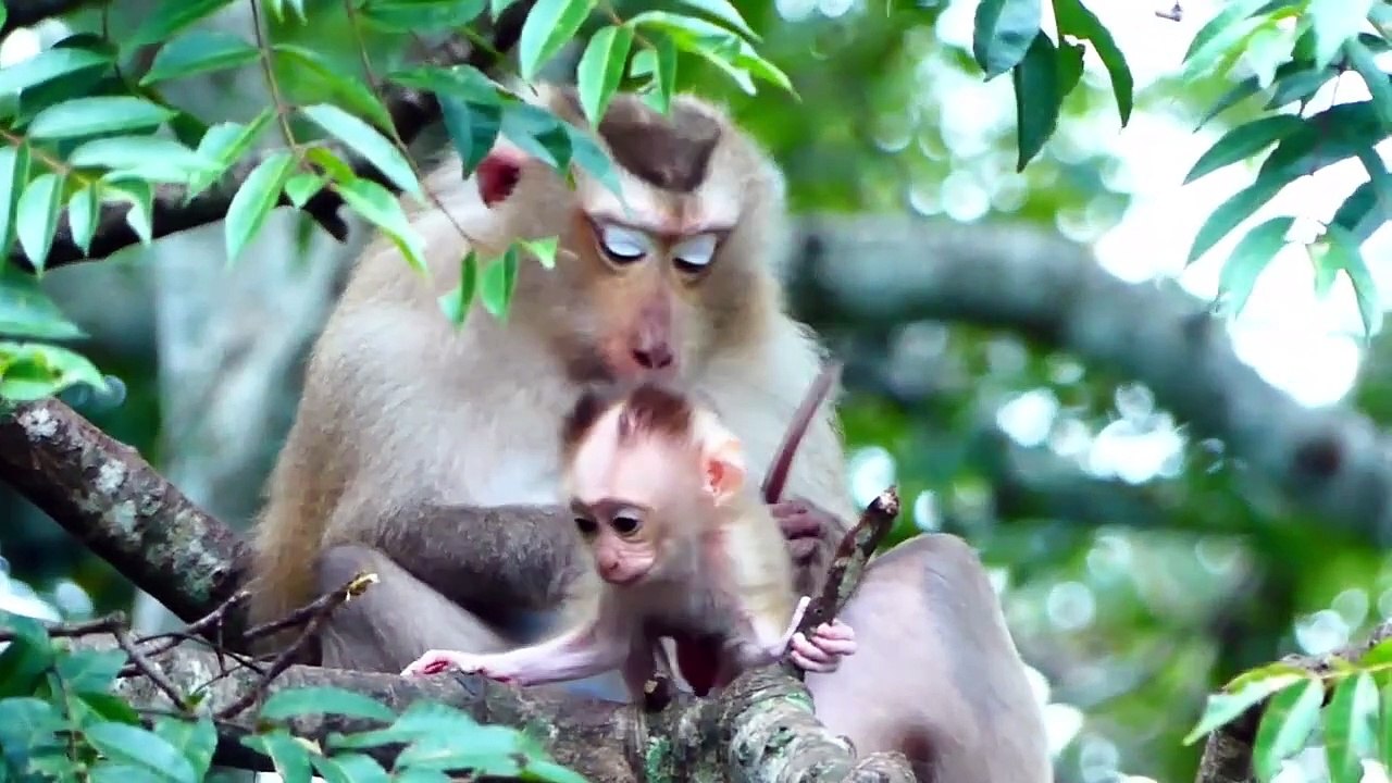 Super Performance Of Tiny Baby On The Edge Of The Fence (720p_25fps_H264-192kbit_AAC)