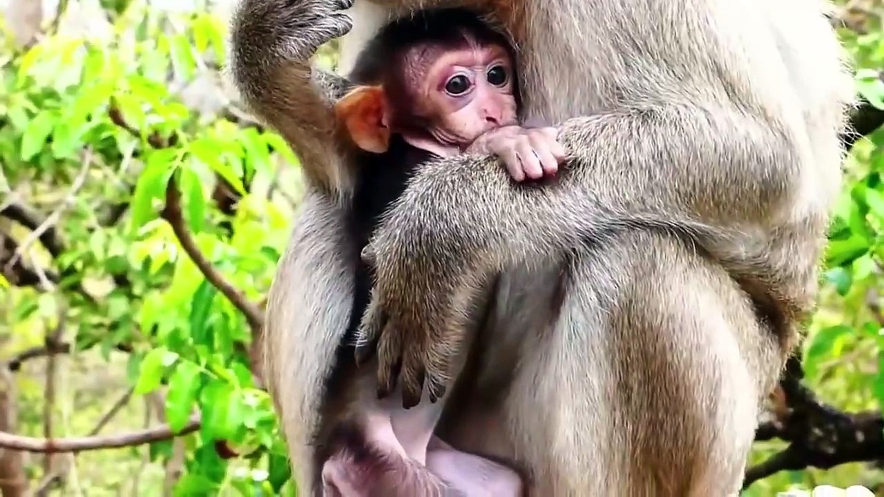 Sweet Melona is so angry at her youngest sister Jannie, mother seeing like this, she comes to help (720p_25fps_H264-192kbit_AAC)