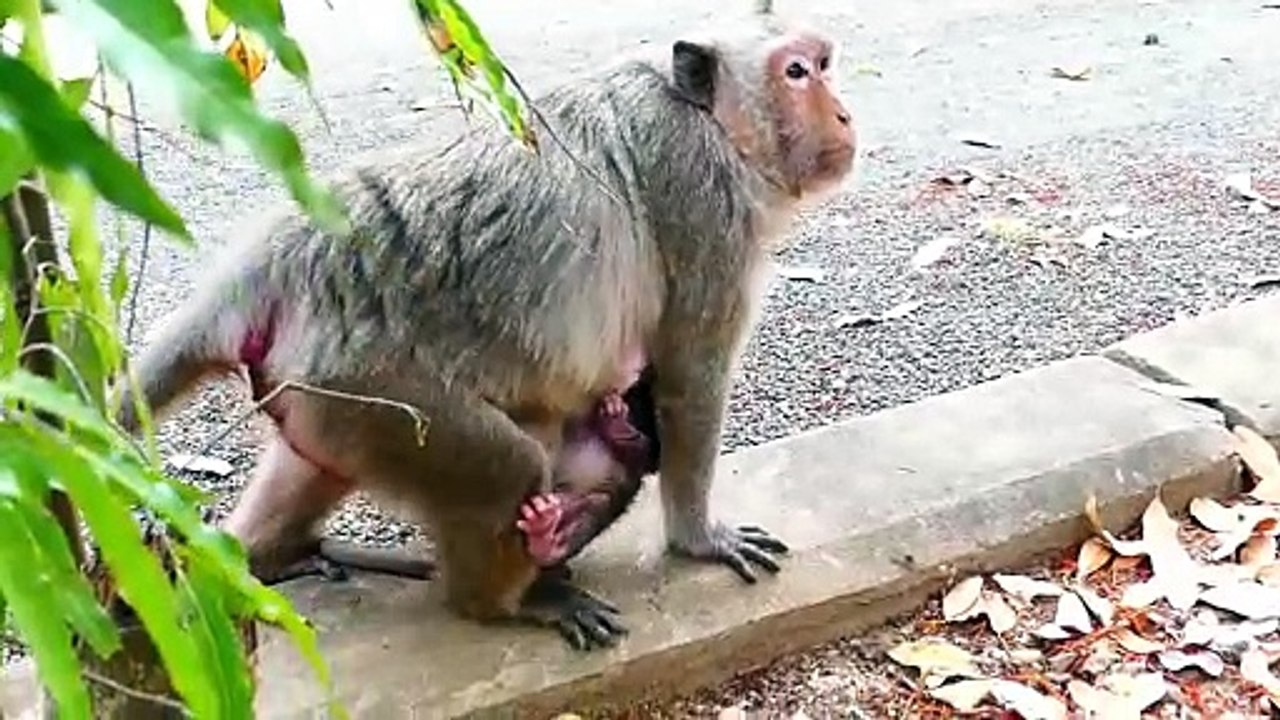 Super Mama!, Old Mama Arina Carrying Her Beloved Newborn Baby Almost Falling (720p_25fps_H264-192kbit_AAC)