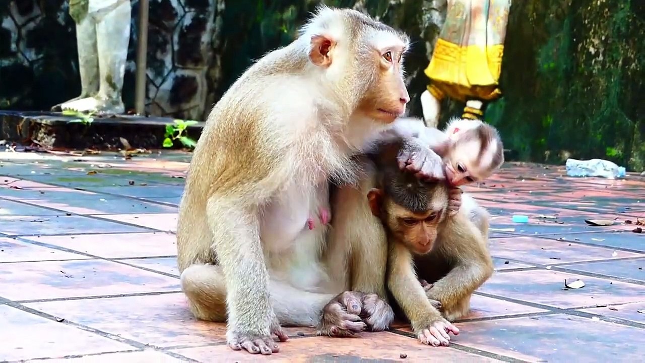Sweet Molia feels bored with Monaco baby, Molia warn little cute Monaco till he run away (720p_25fps_H264-192kbit_AAC)