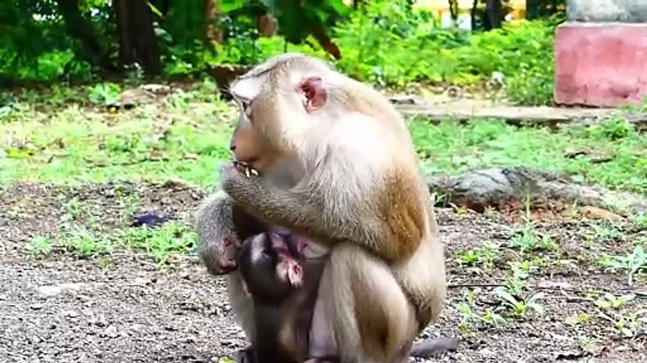 Sweet mom Molia carry Monaco jump up to pick up foods with super actions (720p_25fps_H264-192kbit_AAC)