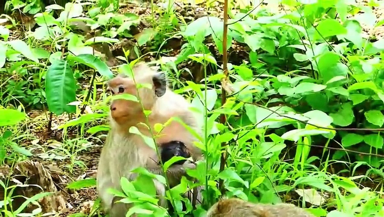 Sweet Mommy Sarah Carrying Her Baby  Sakura To Help Group (720p_25fps_H264-192kbit_AAC)