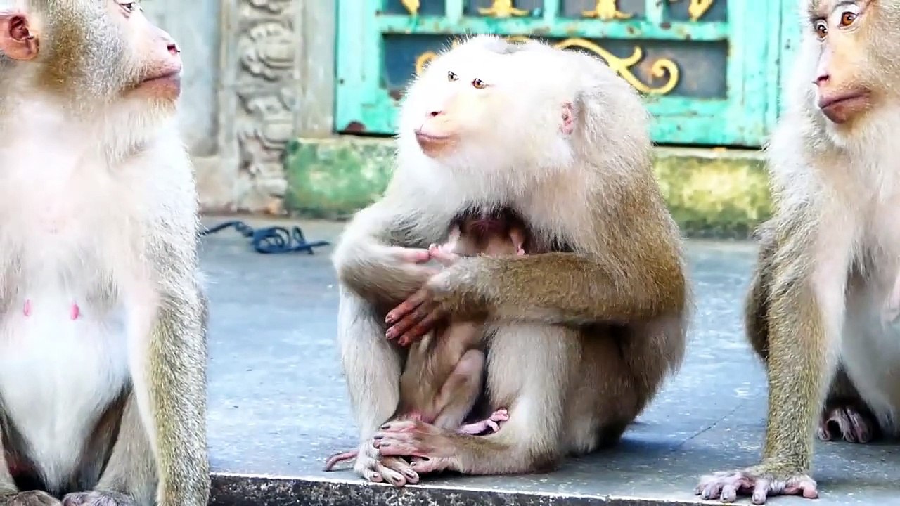 Sweet Mommy Malina Gets Scared Of Big Female Monkey, Malina Escapes Mark Away (720p_25fps_H264-192kbit_AAC)
