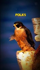 Peregrine falcon bird facts!