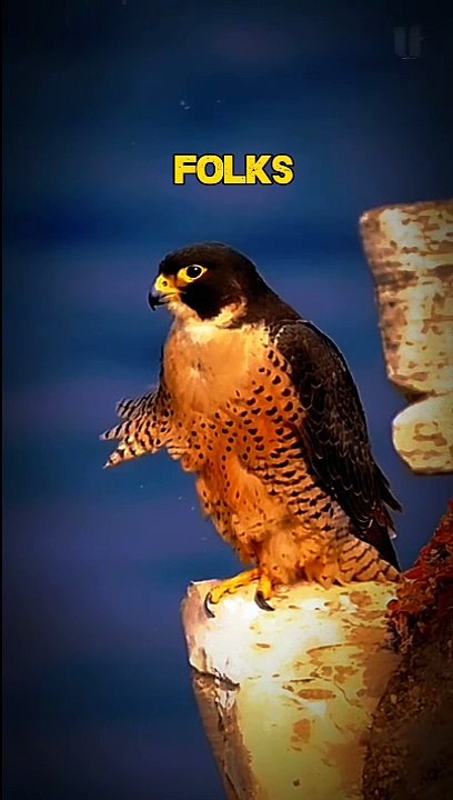 Peregrine falcon bird facts!