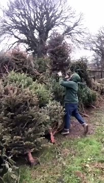 Newquay Christmas tree recycling scheme