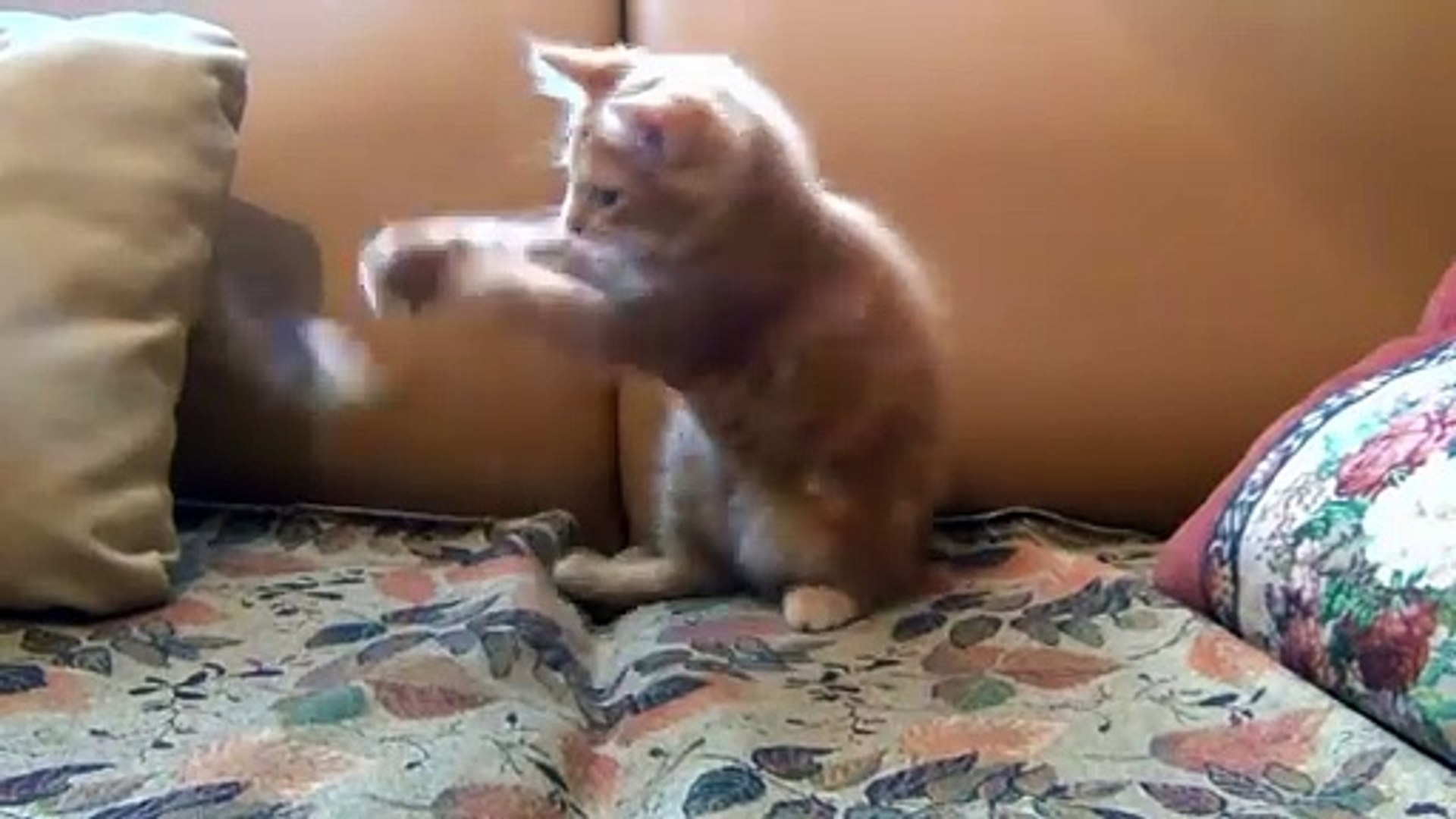 Animals Doing What Animals Do