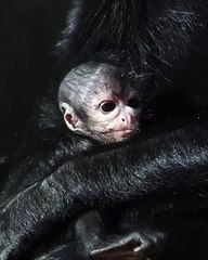 Olive, fêmea de macaco-aranha raro