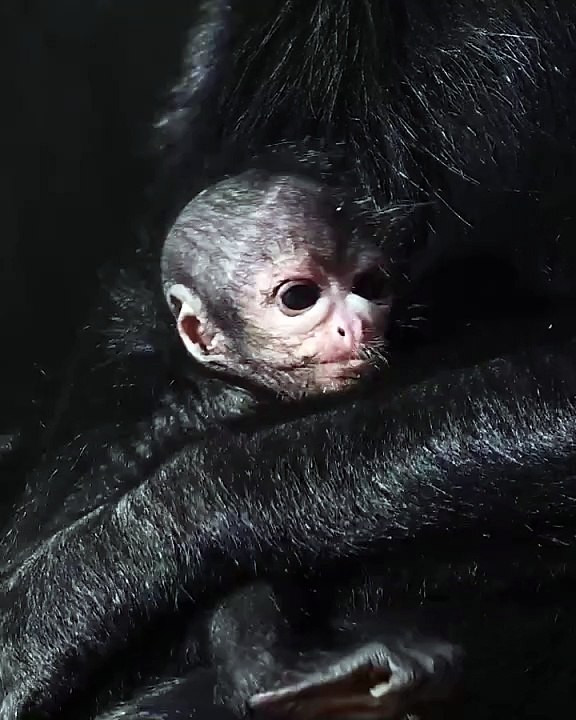 Olive, fêmea de macaco-aranha raro