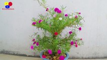 Smart Ideas to grow portulaca grandiflora, moss rose from cuttings in Small flower pot