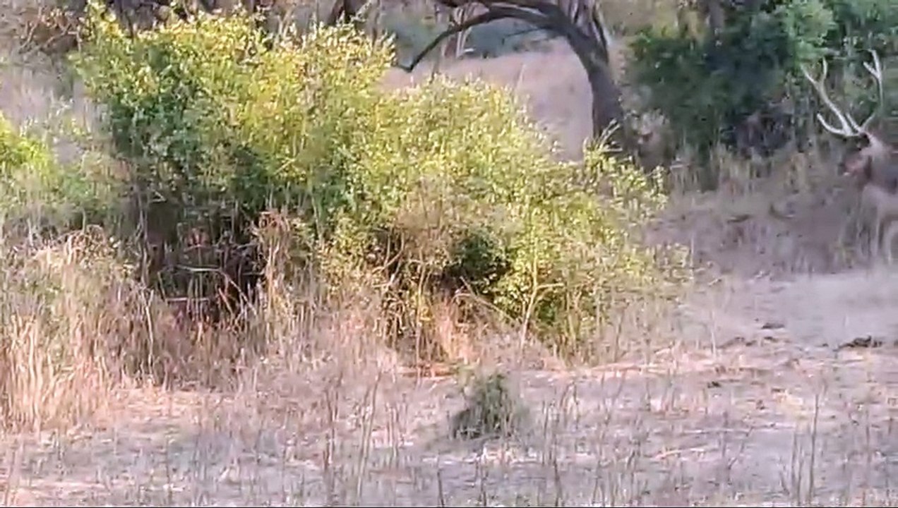 Leopard hunted Sambar's baby and took it to the mountains, Sambar joined together to save it...watch video