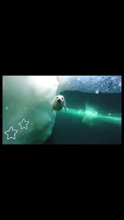 Best Funny Animal Videos Part 3