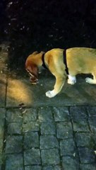 Cão a beber cerveja