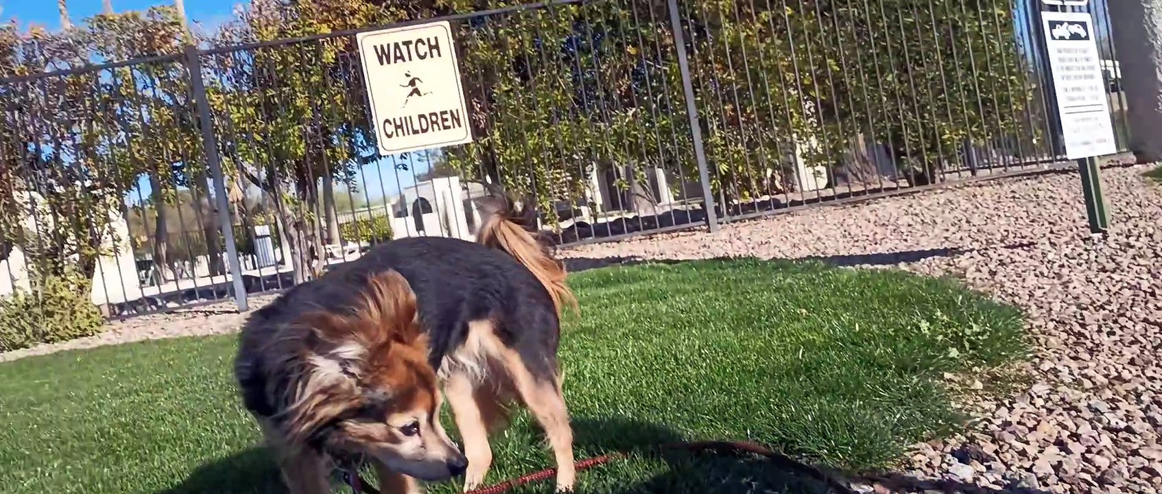 Ozzyta likes yelling at people. Is she resource guarding me She was comfy enough 2 do business) VID_20240217_155113117