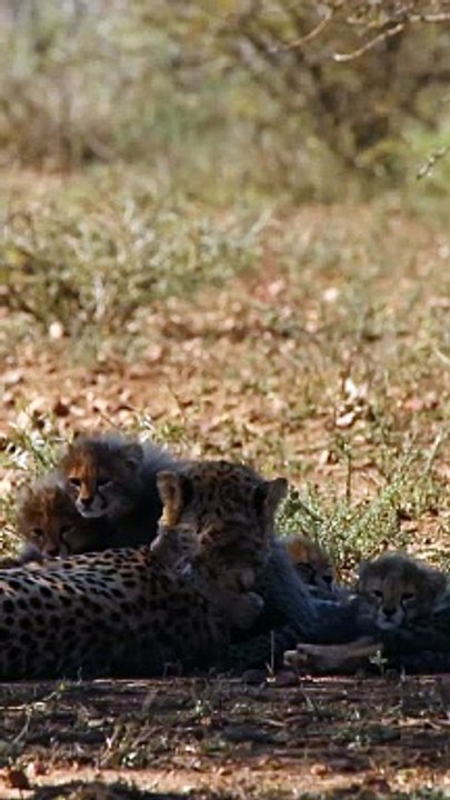 Cheetah Mom Tenderly Grooms Her Tiny Cubs