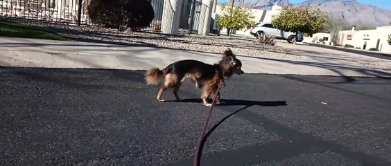 Villanova on a beautiful day. We went to mailbox & she never did her business, but she's lovely VID_20240215_151029141