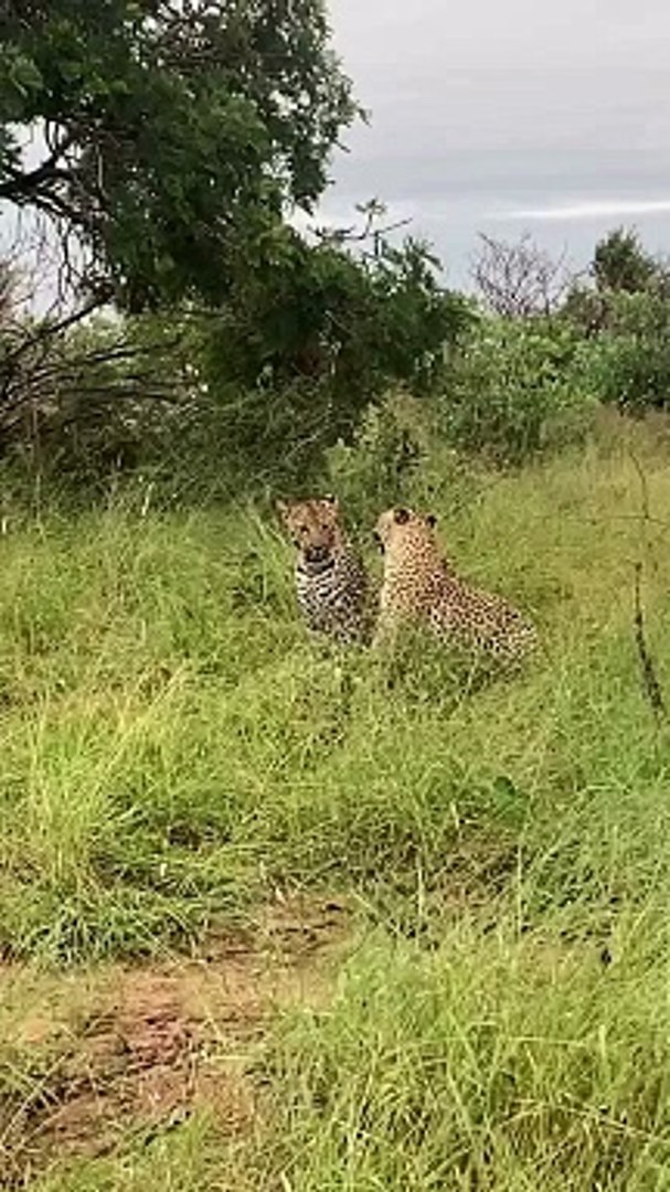 ⁣Playful Exchange Between Two Leopards