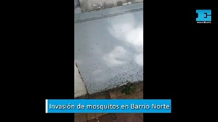Invasión de mosquitos en Barrio Norte