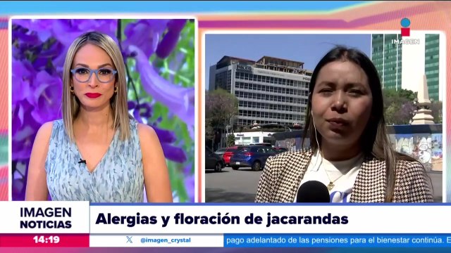 Inicia la época de jacarandas en la CDMX, pero, ¿también las alergias?