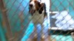 Old film❤️Bubba 3y Pet Id 809010 Big Hound Dog kennel 37 Humane Society of Southern Arizona❤️3450 N Kelvin Blvd Tucson AZ 520-724-5900 on 2-13-2017adopted2-22-2017old film