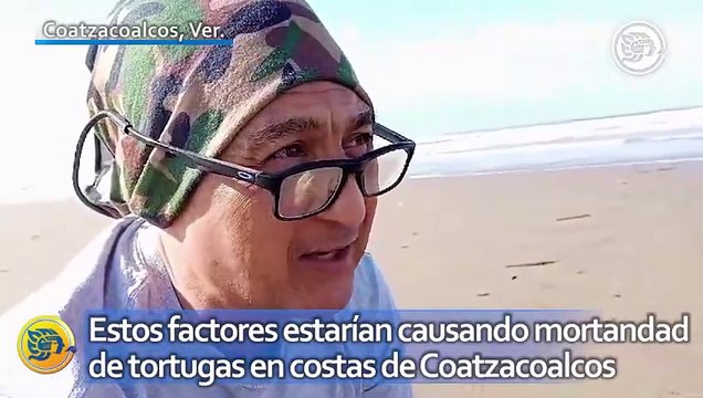 Estos factores estarían causando mortandad de tortugas en costas de Coatzacoalcos