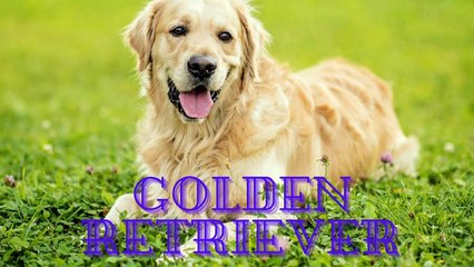 Top 10 Most Popular Dog Breeds