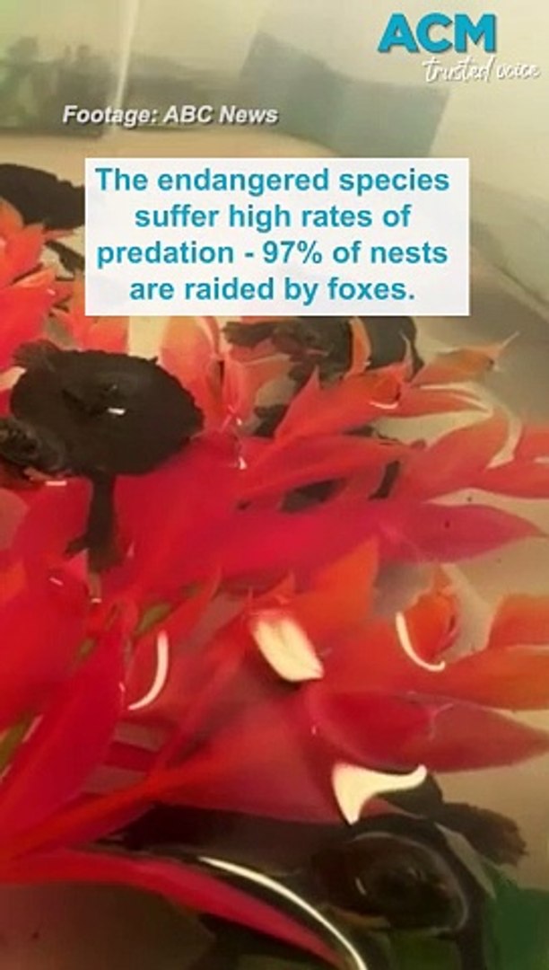 ⁣Endangered twin Bell’s turtles born